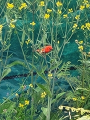 Foudia madagascariensis