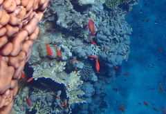 Pseudanthias squamipinnis