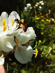 Corynura corinogaster