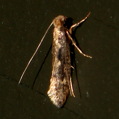 Tinea pallescentella