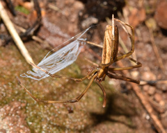 Deinopidae