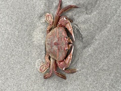 Nectocarcinus antarcticus