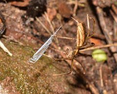 Deinopidae