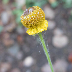 Helenium puberulum