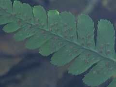 Dryopteris affinis borreri