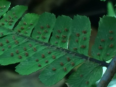Dryopteris affinis borreri