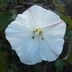 Calystegia purpurata