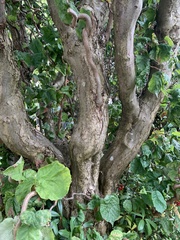 Parrotia