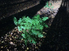 Dryopteris affinis borreri