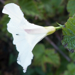 Calystegia purpurata