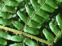 Dryopteris affinis borreri