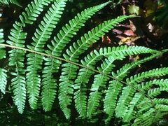 Dryopteris affinis borreri
