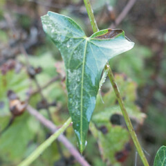 Calystegia purpurata