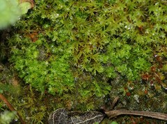 Fossombronia pusilla