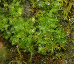 Fossombronia pusilla