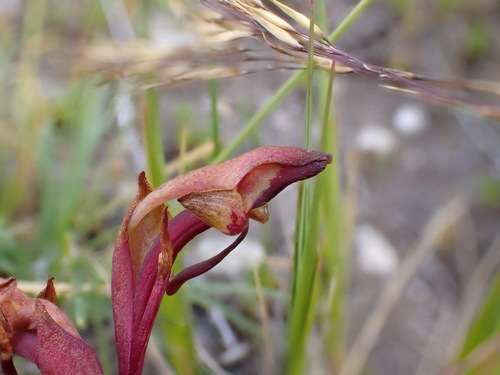 Image of Disa ophrydea by (c) Ren Hoekstra, some rights reserved (CC BY)