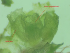 Fossombronia pusilla