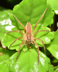 Nilus