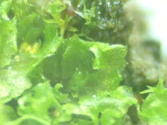 Fossombronia pusilla