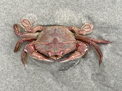 Nectocarcinus antarcticus