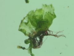 Fossombronia pusilla