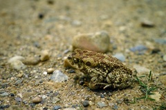 Sclerophrys mauritanica