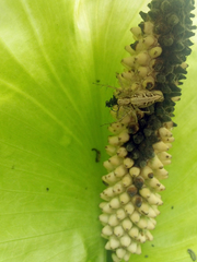 Oxyopes hasta