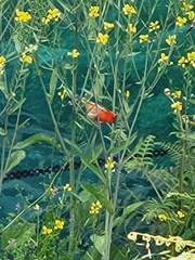 Foudia madagascariensis