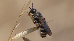 Colpa quinquecincta