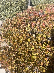 Buxus microphylla