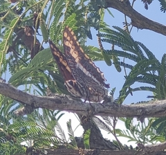 Charaxes saturnus saturnus