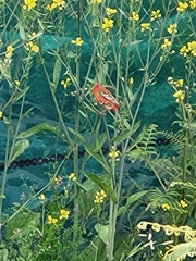 Foudia madagascariensis