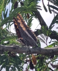 Charaxes saturnus saturnus