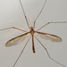 Tipula sayi - Photo (c) Nick Block, some rights reserved (CC BY), uploaded by Nick Block