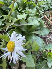 Bellis perennis