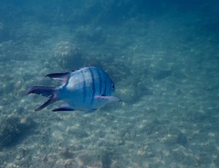 Abudefduf whitleyi
