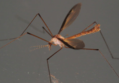 Tipula sayi