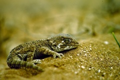 Tarentola chazaliae
