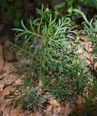 Lepidium bonariense