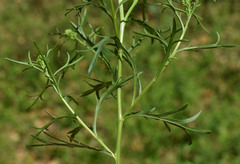 Lepidium bonariense