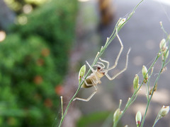 Cheiracanthium taiwanicum