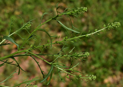 Lepidium bonariense