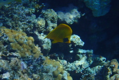 Chaetodon semilarvatus