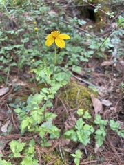 Bidens ostruthioides
