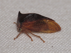 Stictocephala basalis
