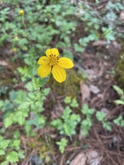 Bidens ostruthioides