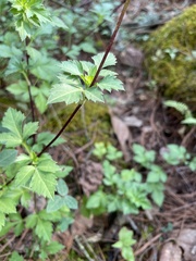 Bidens ostruthioides