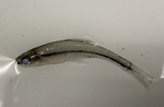 Notropis texanus