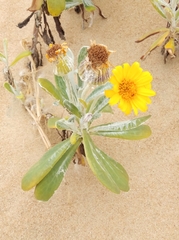 Senecio crassiflorus