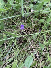 Psoralea asarina